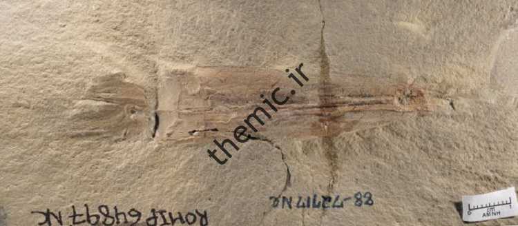 ()ویر) کشف یک «آشون آشام» ۳۳۰ میلیون ساله!