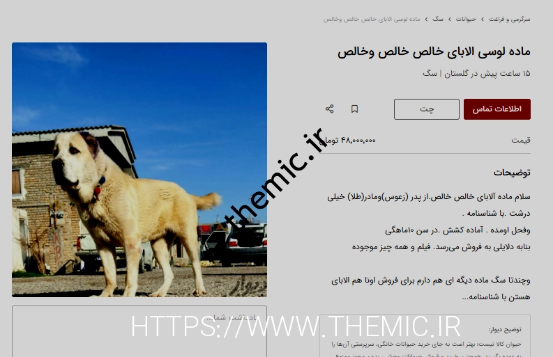 تمت های عجیب سگ های گله ای!